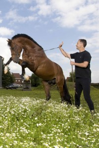 Holistische benadering van het paard