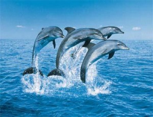 Contact met de walvissen en dolfijnen