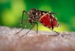 Heeft u ook last van muggen of andere prikbeesten?